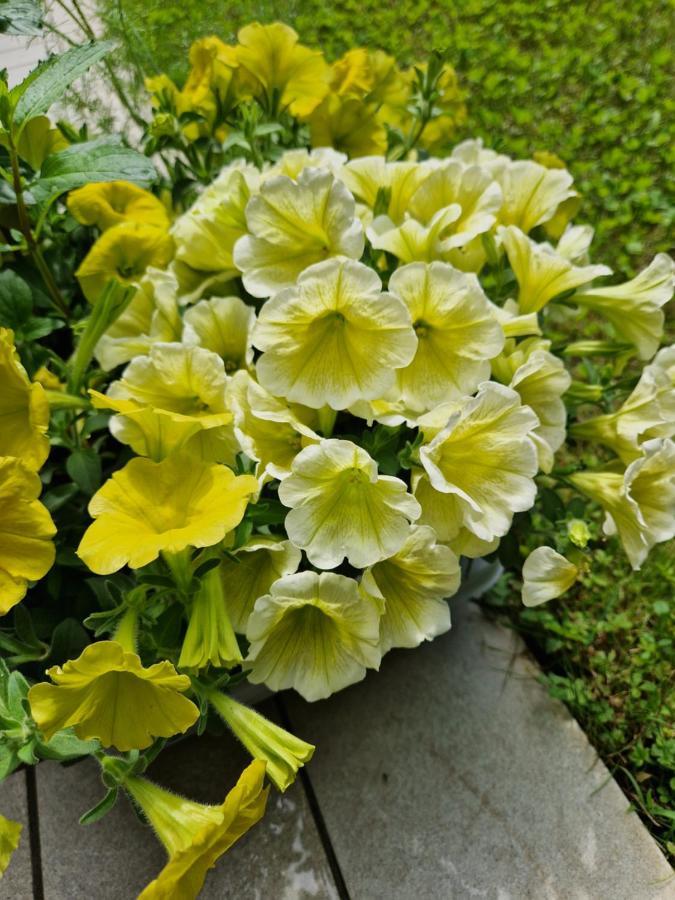 Garden & Pool Perugini Διαμέρισμα Torbole Sul Garda Εξωτερικό φωτογραφία