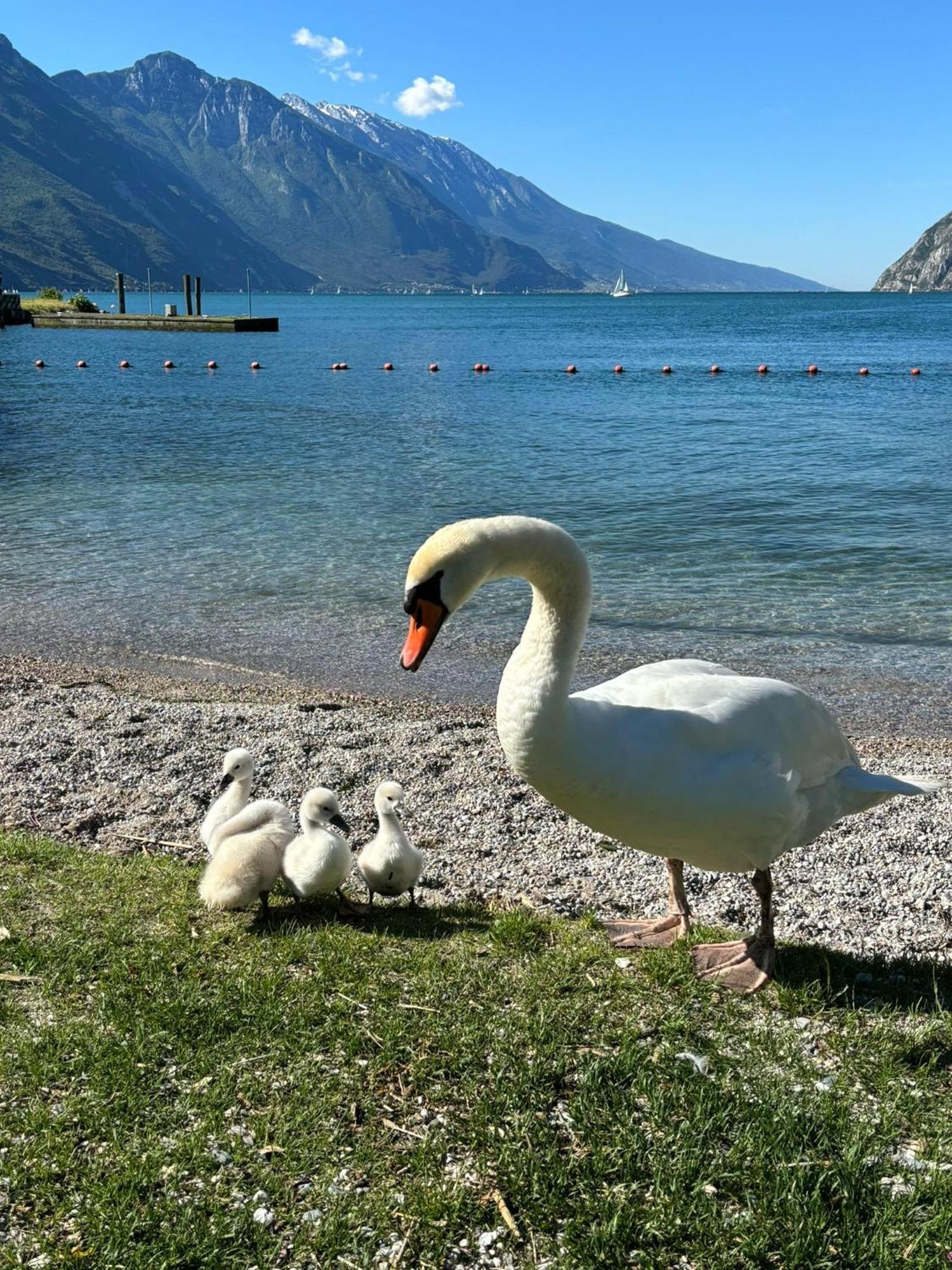 Garden & Pool Perugini Διαμέρισμα Torbole Sul Garda Εξωτερικό φωτογραφία